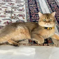 گربه نر بالغ گلد