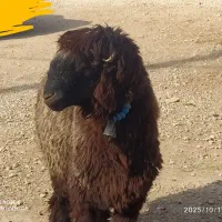 بره کری تخمی|حیوانات مزرعه|مسجد سلیمان, |دیوار