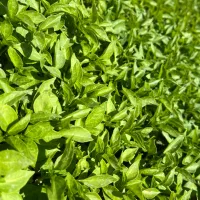 انواع نهال گوجه، فلفل و بادمجان