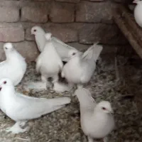 فروش 16عدد لوطی به فروش میرسد|پرنده|ایلخچی, |دیوار