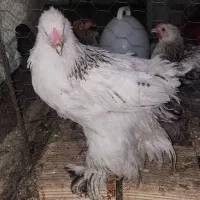 جوجه مرغ خروس برهما ۴.۵ ماهه