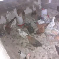 جوجه محلی|حیوانات مزرعه|بهبهان, |دیوار