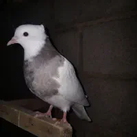 طوقی|پرنده|نیشابور, شهید بهشتی|دیوار