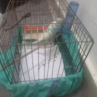 دوتا مرغ عشق خوش رنگ