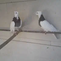 کبوتر جوان|پرنده|استهبان, |دیوار