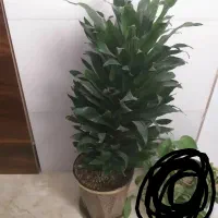 گل طبیعی خانگی