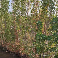 باغچه در منطقه گلدسته|فروش دفتر صنعتی، کشاورزی، تجاری|چهاردانگه (تهران), |دیوار