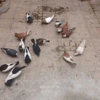 ۱۵ عدد کبوتر حراج