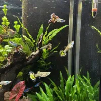 گوپی زیبای سنگاپوری