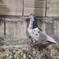 یال گل دار|پرنده|استهبان, |دیوار