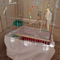 عروس هلندی سخنگو با قفس