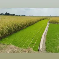 برنج طارم هاشمی فریدونکنار