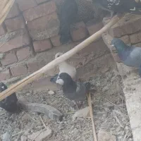 کبوتر نرپر و پرشی|پرنده|خاش, |دیوار