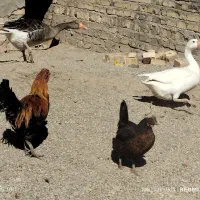 فروش چند عدد مرغ و قاز محلی به قیمت مناسب
