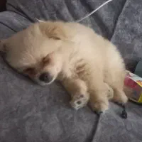 سگ پامر خرسی