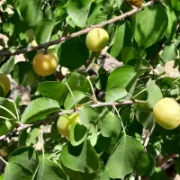 فروش باغ شهری 1500متری|فروش زمین و ملک کلنگی|مرودشت, ده بید|دیوار