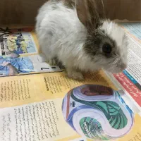 خرگوش خانگی