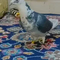 کبوتر مسافتی