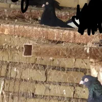 زاغ آبادانی