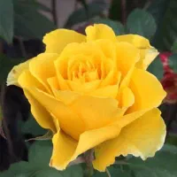 گل رُز و محمدی زمینی رسید