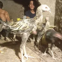 ۶ عدد جوجه خروس صابونی|حیوانات مزرعه|زابل, |دیوار