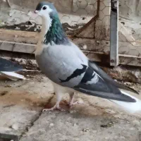 دمگیر نر|پرنده|شاهین‌شهر, طالقانی|دیوار