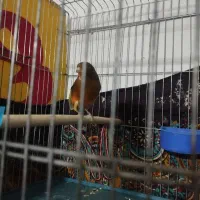 جفت مولد|پرنده|فسا, |دیوار