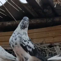 فروش کبوتر پرشی