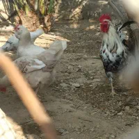 15عدد تخم مرغ برای جوجه کشی موجود دارم|حیوانات مزرعه|لامرد, |دیوار