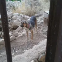 سگ سراب