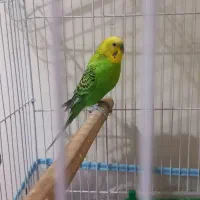 مرغ عشق جفت|پرنده|قزوین, |دیوار