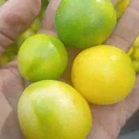 لیمو ترش لیمو آبدار|عمده‌فروشی|زارچ, |دیوار