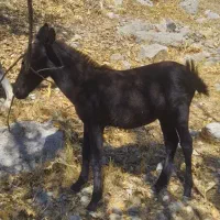 قاطر و مادیون|اسب و تجهیزات اسبسواری|یاسوج, |دیوار