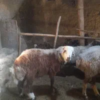 بره قوچ و قوچ