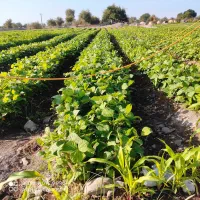 اجاره زمین کشاورزی|اجارهٔ دفتر صنعتی، کشاورزی، تجاری|توکهور, |دیوار