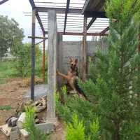 سگ جرمن ماده