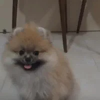 پامر خرسی|سگ|قم, شهرک قدس|دیوار