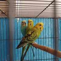 مرغ عشق اسپانگل