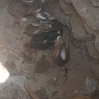 خرگوش در باغملک
