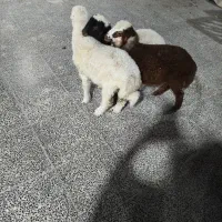 بره نر سرحال وآشتی