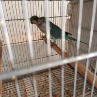 یک جفت راهب نرماده جوان