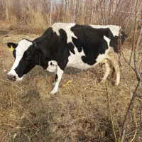 گاو شیری گوشتی|حیوانات مزرعه|نوشین شهر, |دیوار