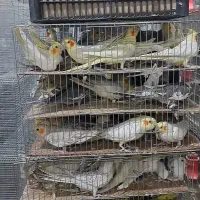 خریدار پرندهای شما بصورت نقد