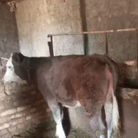 گوساله‌ اصل سمینتال ماده