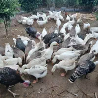 غاز محلی و لیندا