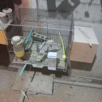 فروش عروس هلندی و کوتوله مهاجران