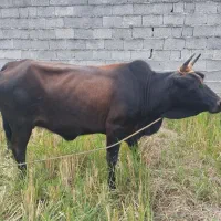 گاوشیش ماه با برگه سونوگرافی گاو گوشتی