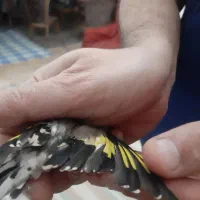 سهره نر داغسر|پرنده|قزوین, |دیوار