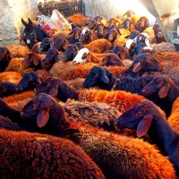 گوسفند.میش  ابستن|حیوانات مزرعه|تیکمه داش, |دیوار