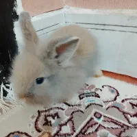 واگذاری خرگوش مینیاتوری